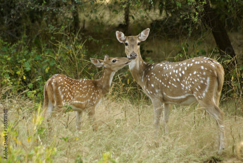 Female spotted or axis deer (chital) and fawn in Sasan Gir (Gir Forest), Gujarat, India