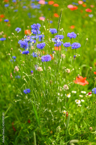 Field of red and pink poppies  blue cornflower