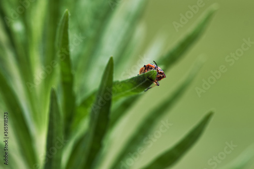 Tiny firebug (Pyrrhocoris apterus) crawling on the edge of a leaf in green nature.