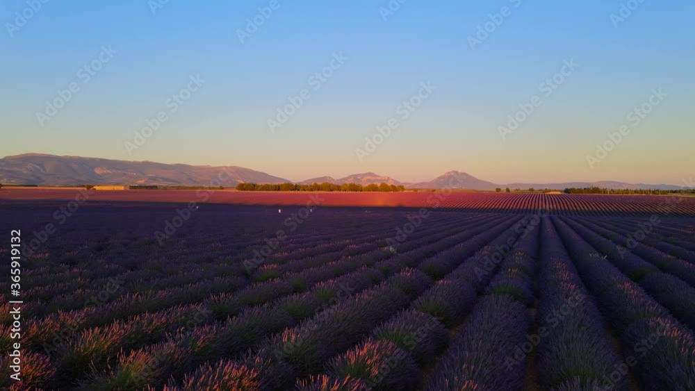 The lavender fields of Valensole Provence in France - travel photography The lavender fields of Valensole Provence in France - travel photography