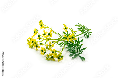 Blooming common rue or herb-of-grace (Ruta graveolens) with small yellow flowers, aromatic herb and medicinal plant, isolated with schadows on a white background, selected focus, narrow depth of field photo