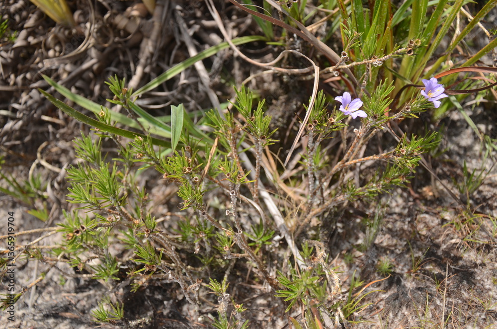 Purple flower called Canela-de-Ema (scientific name: Vellozia Squamata Pohl / family: Velloziaceae) at cerrado Purple flower called Canela-de-Ema (scientific name: Vellozia Squamata Pohl / family: Velloziaceae) at cerrado