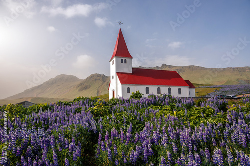 Incredible nature of Iceland in summer time. Beautiful landscape with blooming lupine flowers near Vikurkirkja church and perfect blue sky. Iconic location for landscape photographers and travellers