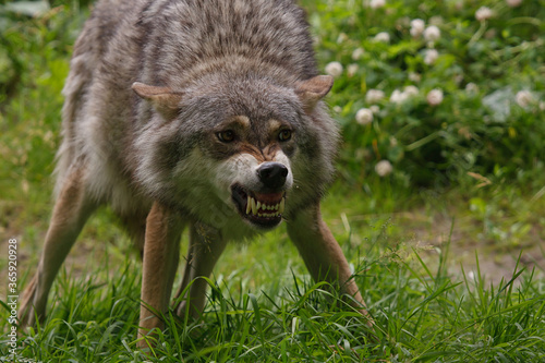 An angry wolf showing his teeth.