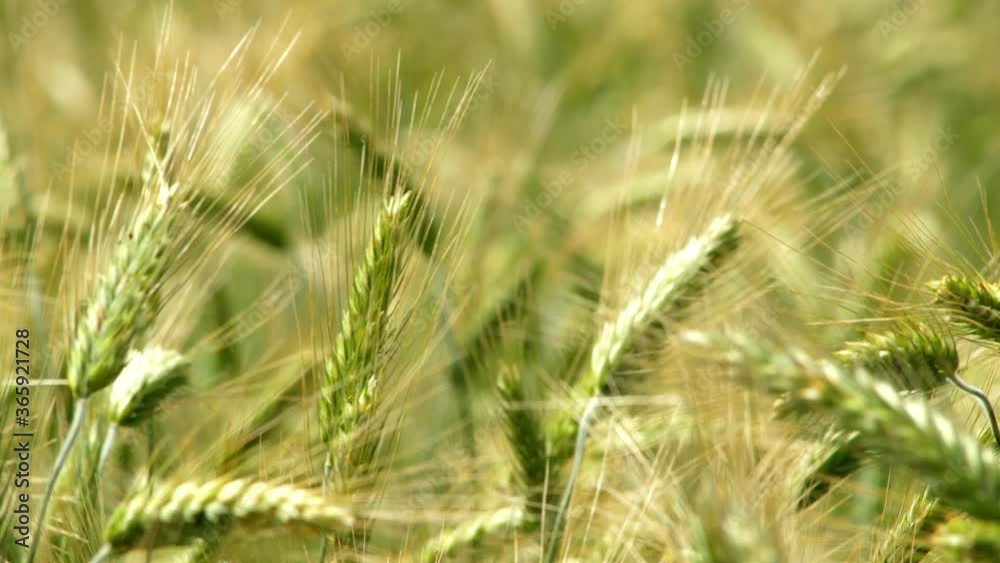 Close up of green maturing wheat heads waving back and forth in the wind Close up of green maturing wheat heads waving back and forth in the wind