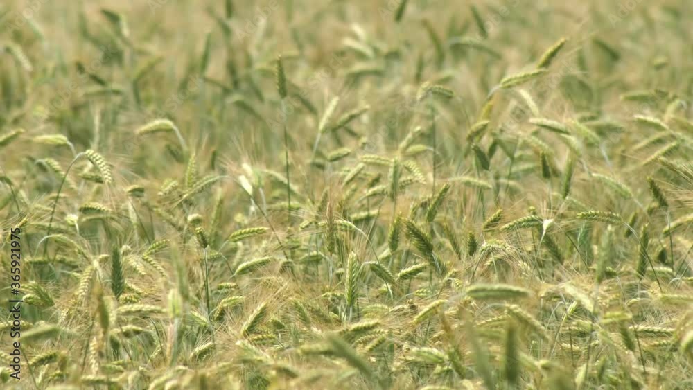 A heavy wind blows a crop of wheat back and forth A heavy wind blows a crop of wheat back and forth