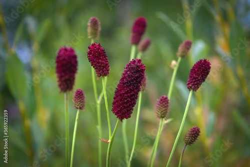 Fototapeta Naklejka Na Ścianę i Meble -  Great burnet Sanguisorba officinalis Greater burnet flower.