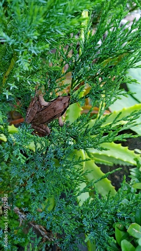 brown frog sitting on a juniper branch. Selective focus © J_Koneva