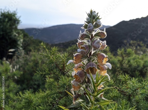Wildflower,Digitalis lanata in Greeks mountains
