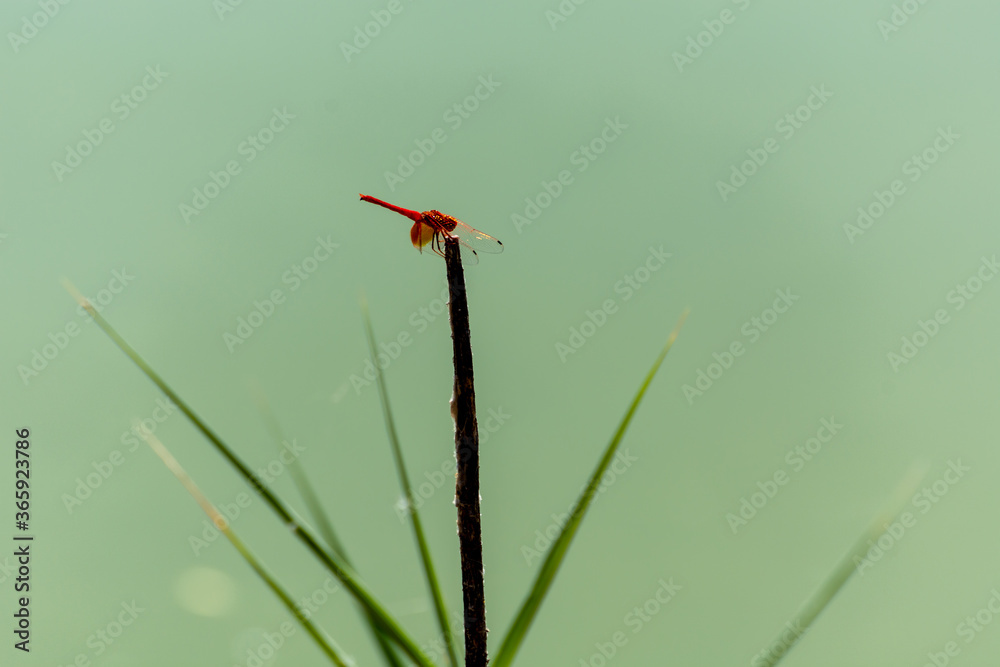 Red dragonfly perched in a reed of the lake on a green background Red dragonfly perched in a reed of the lake on a green background