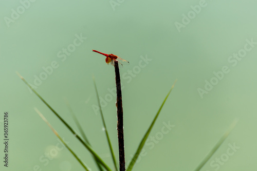 Red dragonfly perched in a reed of the lake on a green background © Miguel Ángel RM
