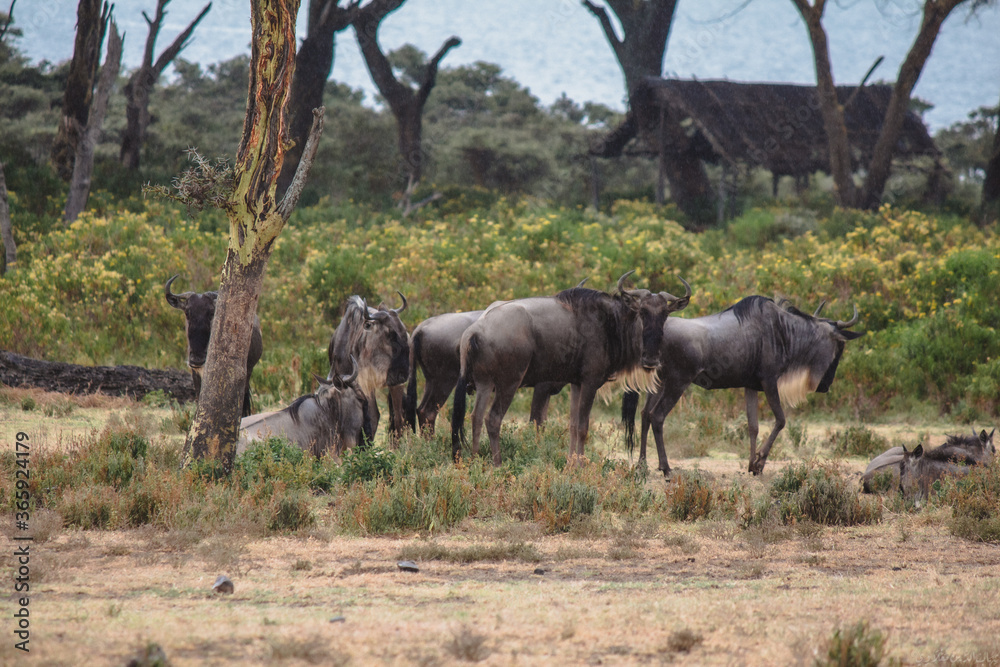 Fototapeta premium wildebeest