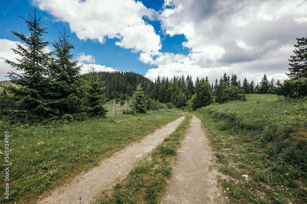 Fototapeta premium A path with trees on the side of a dirt road