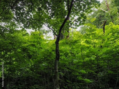 鳥取県 木谷沢渓流 渓流沿いの緑豊かな林
