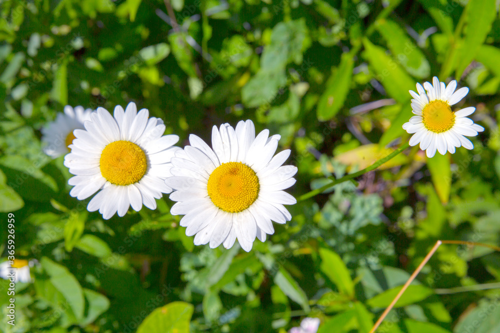 Obraz premium A group of chamomile close up is on green background. Concept healthy medicinal herbs
