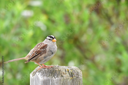 White-crowned sparrow on a fence photo