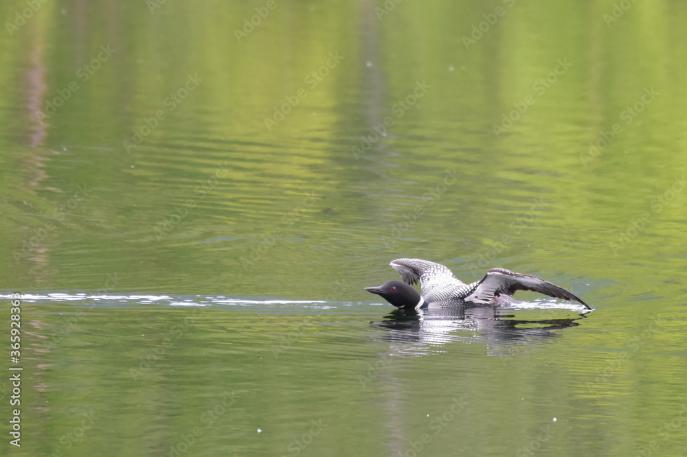 Common Loon (Gavia immer) on Alaska's Reflections Lake Common Loon (Gavia immer) on Alaska's Reflections Lake