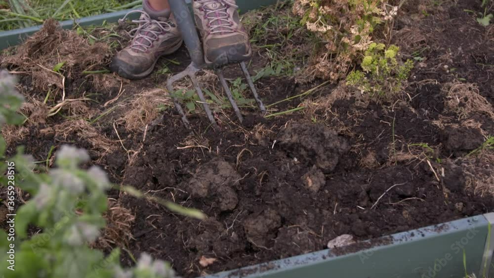 Turning the soil in an allotment raised bed with a fork. Slow motion (150fps) Turning the soil in an allotment raised bed with a fork. Slow motion (150fps)
