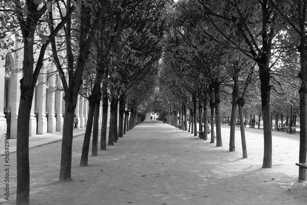 Alley in the Palais Royal garden (Jardin du Palais Royal) in Paris, France. Alley in the Palais Royal garden (Jardin du Palais Royal) in Paris, France.