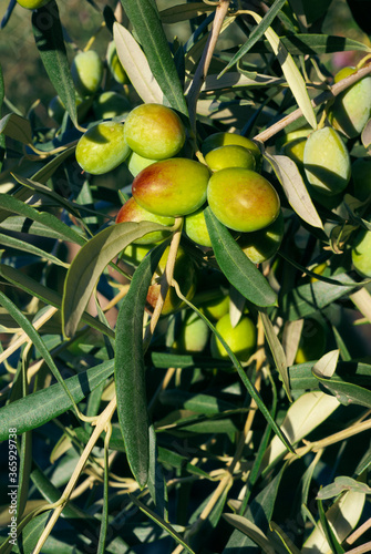 Leaves And Fruits Of Green Olive Trees, A Traditional Agricultural Culture Of Sicily Countryside