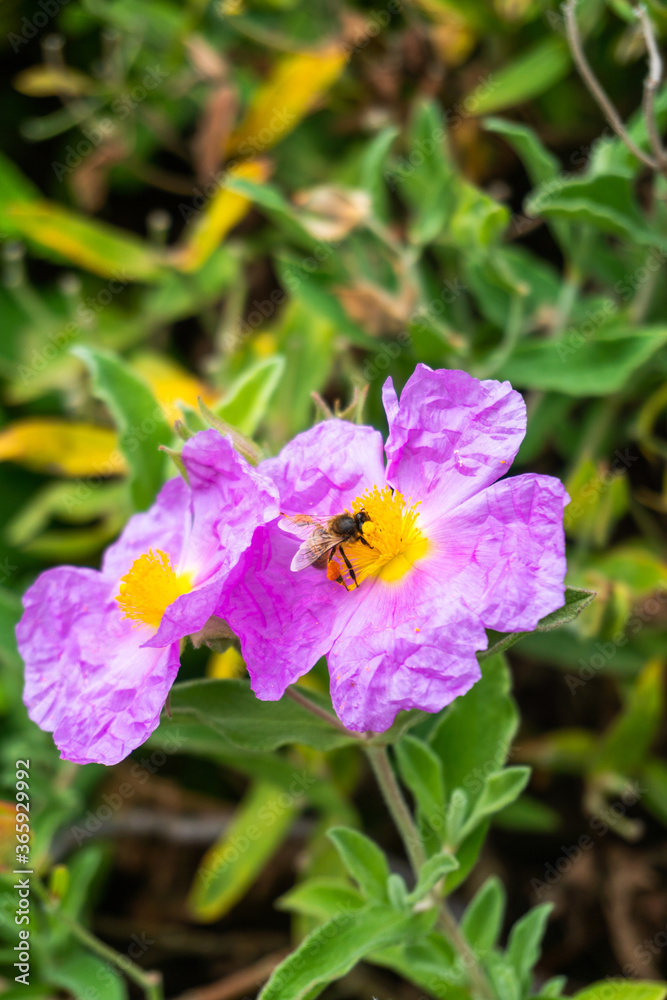 View of Bee Collecting Pollen on Pink Rock-rose Flower in Botanical Garden in Oxford, United Kingdom View of Bee Collecting Pollen on Pink Rock-rose Flower in Botanical Garden in Oxford, United Kingdom