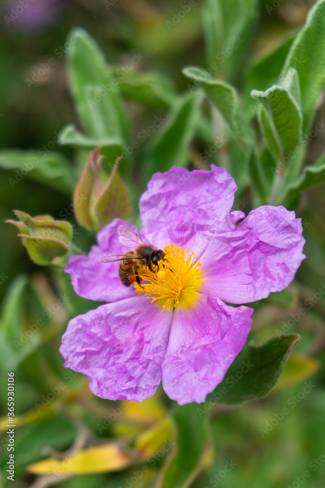 Bee on Pink Rock-rose Flower in Botanical Garden in Oxford, United Kingdom Bee on Pink Rock-rose Flower in Botanical Garden in Oxford, United Kingdom