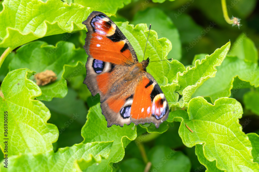 European Peacock Butterfly at Garden in Oxford, United Kingdom European Peacock Butterfly at Garden in Oxford, United Kingdom