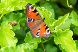 European Peacock Butterfly at Garden in Oxford, United Kingdom