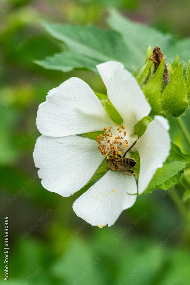 Bee on White Japanese Quince Flower in Garden in Oxford, United Kingdom Bee on White Japanese Quince Flower in Garden in Oxford, United Kingdom