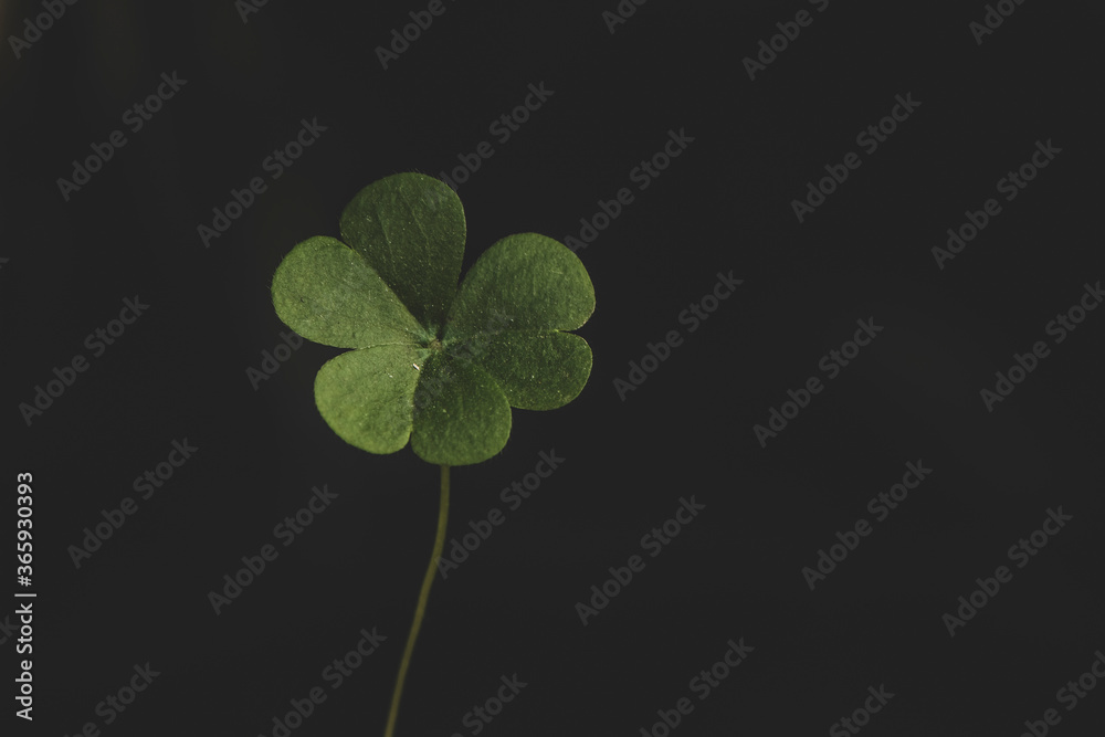 Fotografie Trébol hermoso y verde