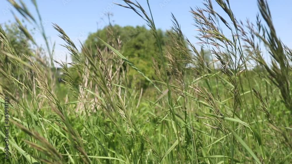 Close up on northwind switch grass swaying in the wind in the farmland. Beautiful, sunny day in the middle of summer. Stationed camera. Close up on northwind switch grass swaying in the wind in the farmland. Beautiful, sunny day in the middle of summer. Stationed camera.
