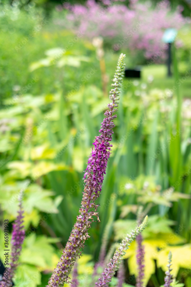 View of Iranian Wood Sage in Bloom at Garden in Oxford, United Kingdom View of Iranian Wood Sage in Bloom at Garden in Oxford, United Kingdom