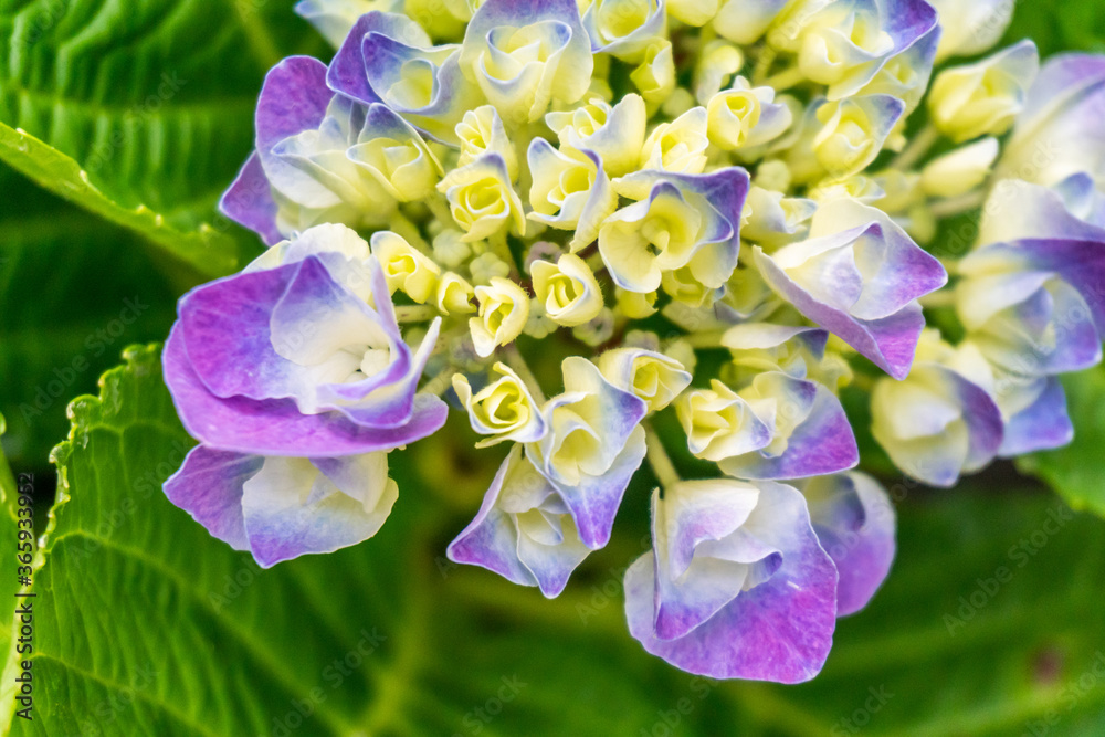Close-up of Violet Bigleaf Hydrangea Flowers in Garden in Oxford, United Kingdom Close-up of Violet Bigleaf Hydrangea Flowers in Garden in Oxford, United Kingdom