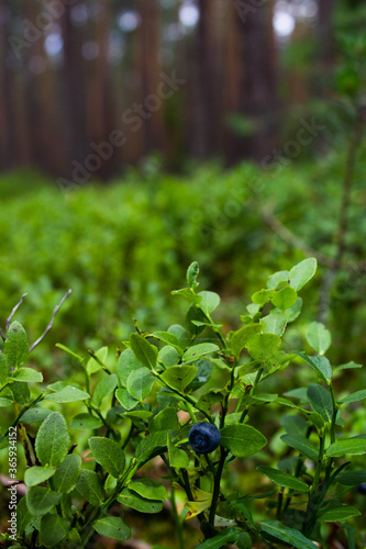 Blueberries in the forest. Beautiful summer forest. Collecting berries. Beautiful landscape. Background.