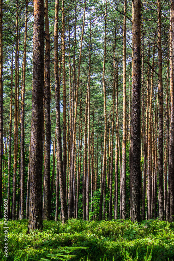 Blueberries in the forest. Beautiful summer forest. Collecting berries. Beautiful landscape. Background.