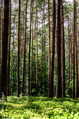 Blueberries in the forest. Beautiful summer forest. Collecting berries. Beautiful landscape. Background. © Olga