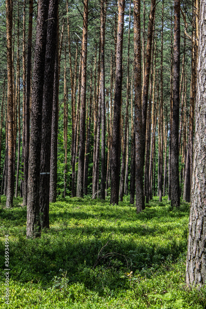 Blueberries in the forest. Beautiful summer forest. Collecting berries. Beautiful landscape. Background.