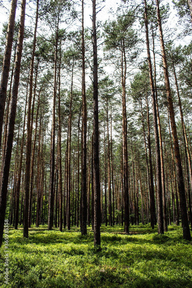 Obraz premium Blueberries in the forest. Beautiful summer forest. Collecting berries. Beautiful landscape. Background.