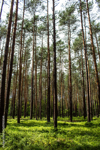 Blueberries in the forest. Beautiful summer forest. Collecting berries. Beautiful landscape. Background.