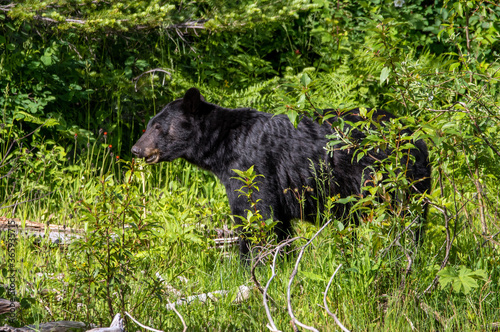 A black bear is foraging for food in the Montana wilderness.
