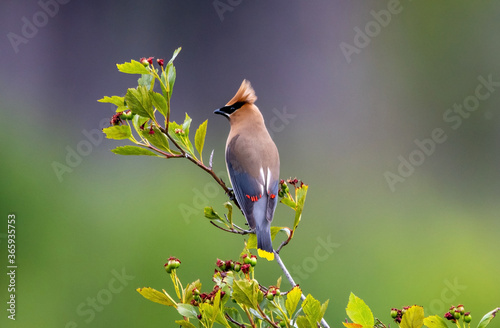 A cedar waxwing perched in a tree. photo