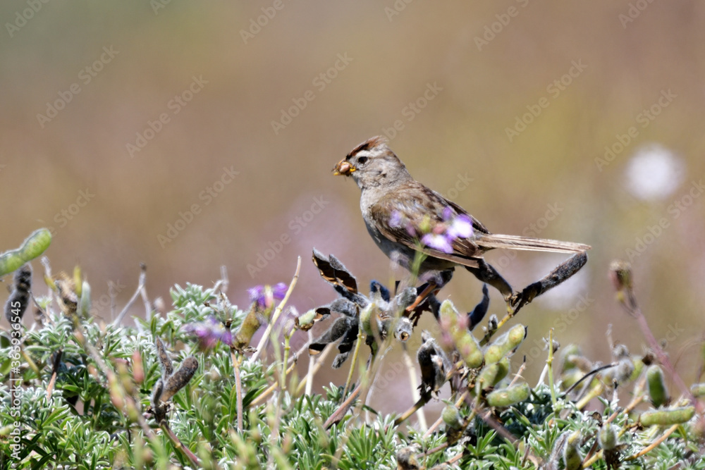 Fototapeta premium Song Sparrow aka Melospiza melodia singing with bill wide opened