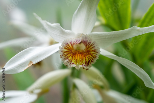 Close-Up of White Thunia Alba Orchid Flower in Garden in Oxford, United Kingdom