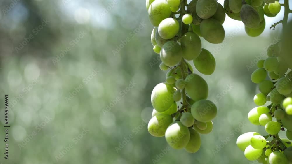 green wine grapes with sunlight green wine grapes with sunlight