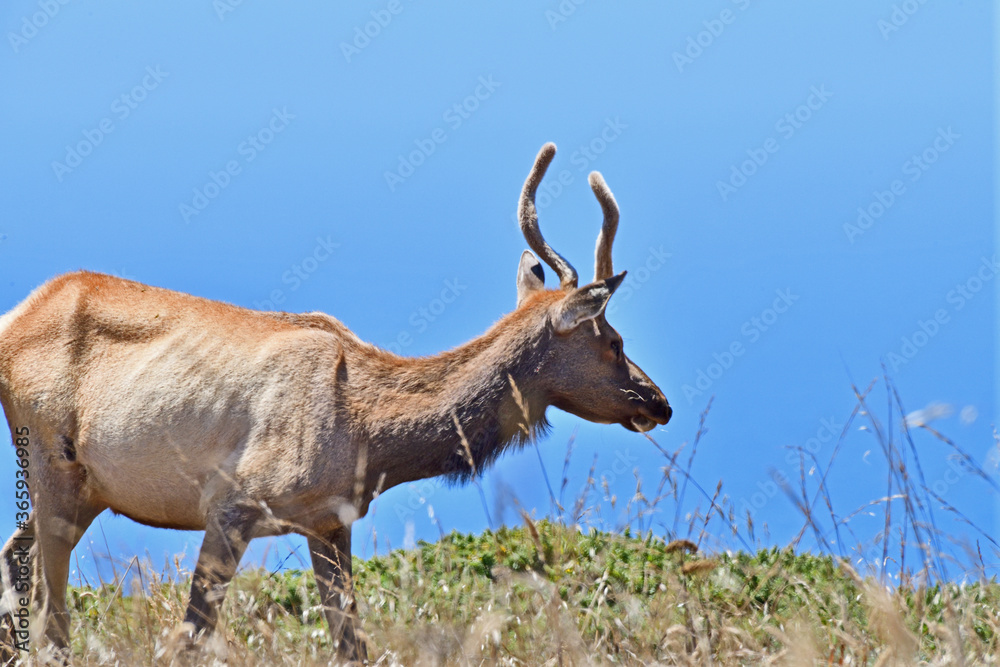 Fototapeta premium Tule Elk aka Cervus canadensis nannodes at Tomale Point Elk Reserved