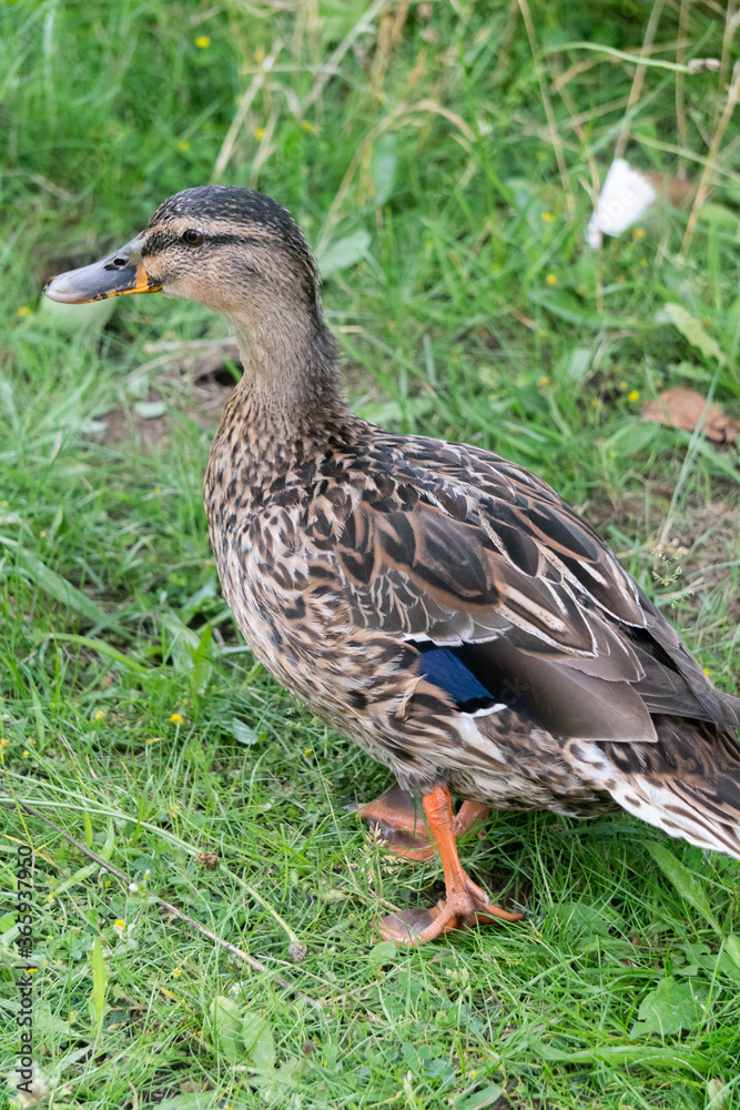 Female Mallard Duck Walking in Garden in Oxford, United Kingdom Female Mallard Duck Walking in Garden in Oxford, United Kingdom