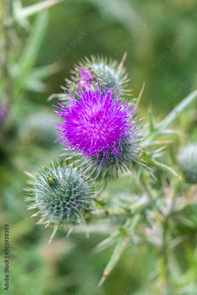 Vertical View of Purple Common Thistle Flowers at Garden in Oxford, United Kingdom Vertical View of Purple Common Thistle Flowers at Garden in Oxford, United Kingdom