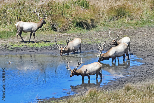 Tule Elk aka Cervus canadensis nannodes at Tomale Point Elk Reserved