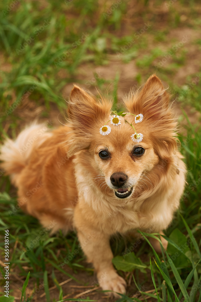 red dog chihuahua terrier with daisies. Dog sits on the grass red dog chihuahua terrier with daisies. Dog sits on the grass