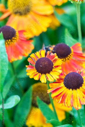 Common Sneezeweed Flowers at Garden in Oxford  United Kingdom